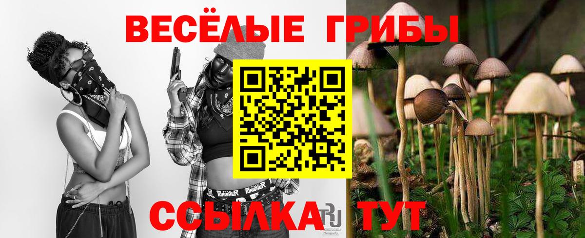 Железноводск  Псилоцибиновые грибы Cubensis  Вход с VPN 